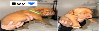 Dogue De Bordeaux Puppy 5