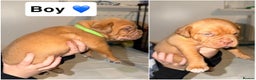 Dogue De Bordeaux dogs for sale: KC Dogue De Bordeaux  - Advert 6