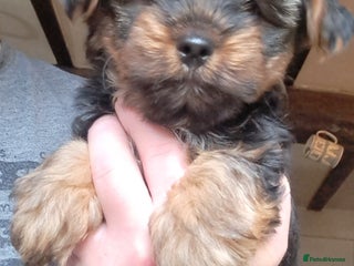 Yorkshire Terrier dogs Pedigree Yorkshire terrier puppy's - Advert 5