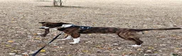 Mixed Breed dogs for sale: Border Collie x greyhound x Labrador x spaniel mix - Advert 5