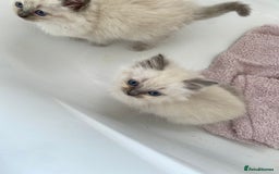 Ragdoll cats for sale: Ragdoll kittens  - Image 10