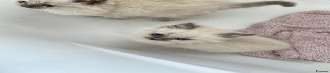 Ragdoll Kitten 4