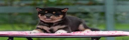 Japanese Shiba Inu dogs for sale: Elite Japanese Shiba Inu puppies, pure excellence - Advert 6