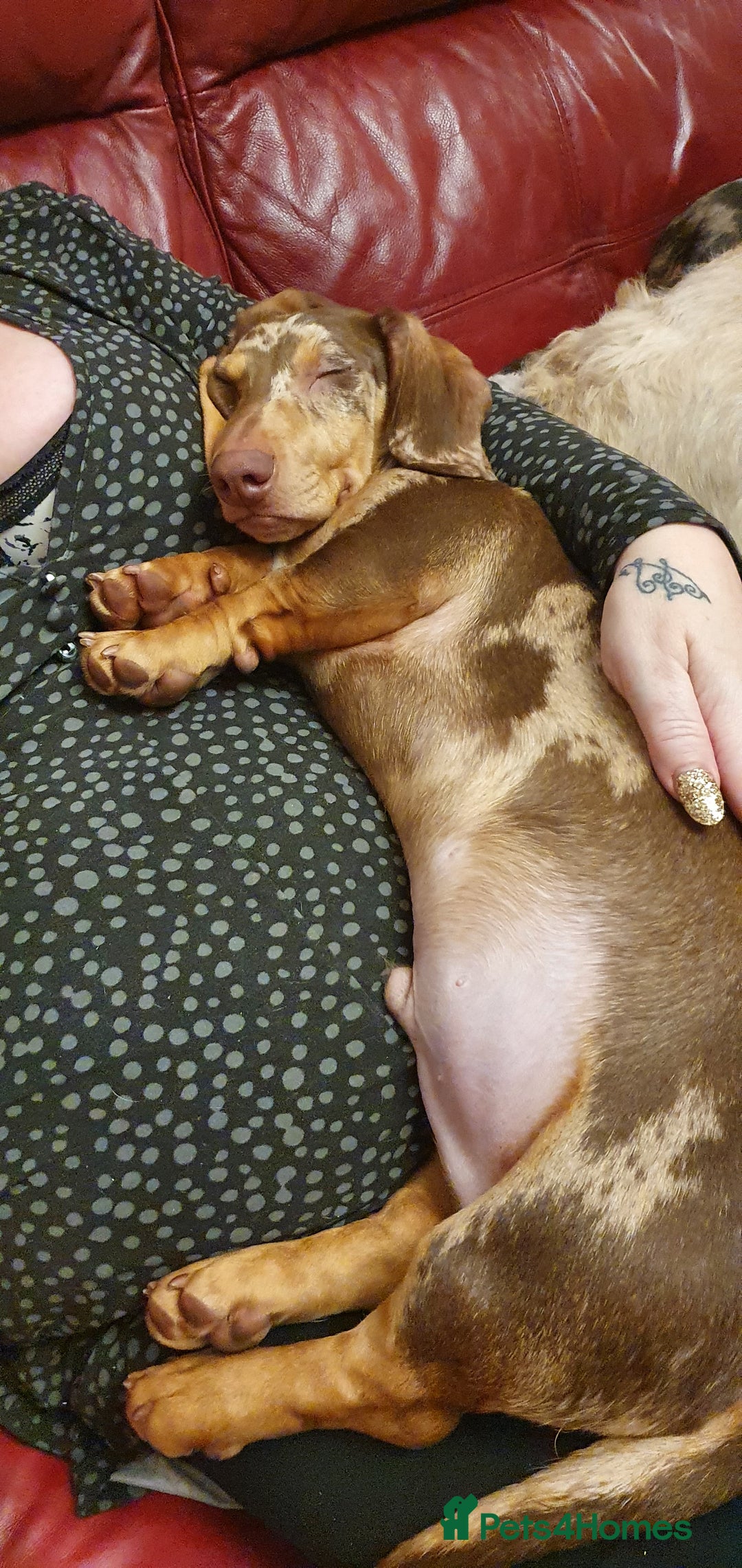 Miniature Dachshund dogs for sale: Tiny Timothy needs a new knee to snuggle up on  - Advert 9