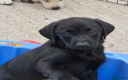 Labrador Retriever dogs for sale: KC Labrador puppies #READY TO LEAVE# - Image 6