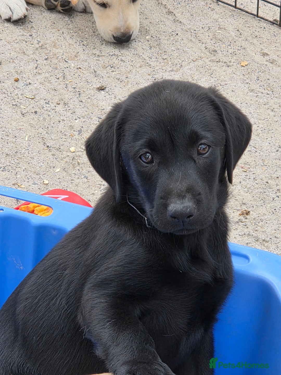 Labrador Retriever dogs for sale: KC Labrador puppies #READY TO LEAVE# - Image 6