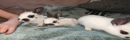 Rex rabbits for sale: Mini Rex Rabbits  - Advert 5