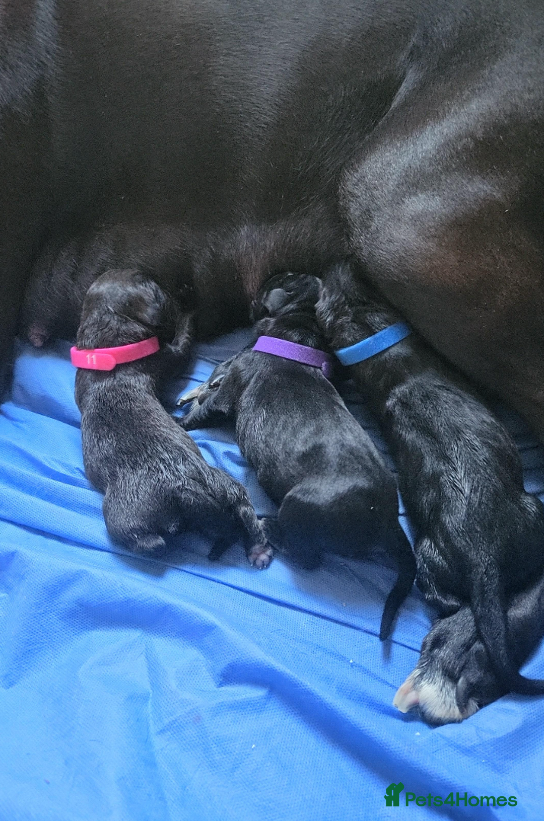 Mixed Breed dogs for sale: Alaunt type dogs - Advert 10