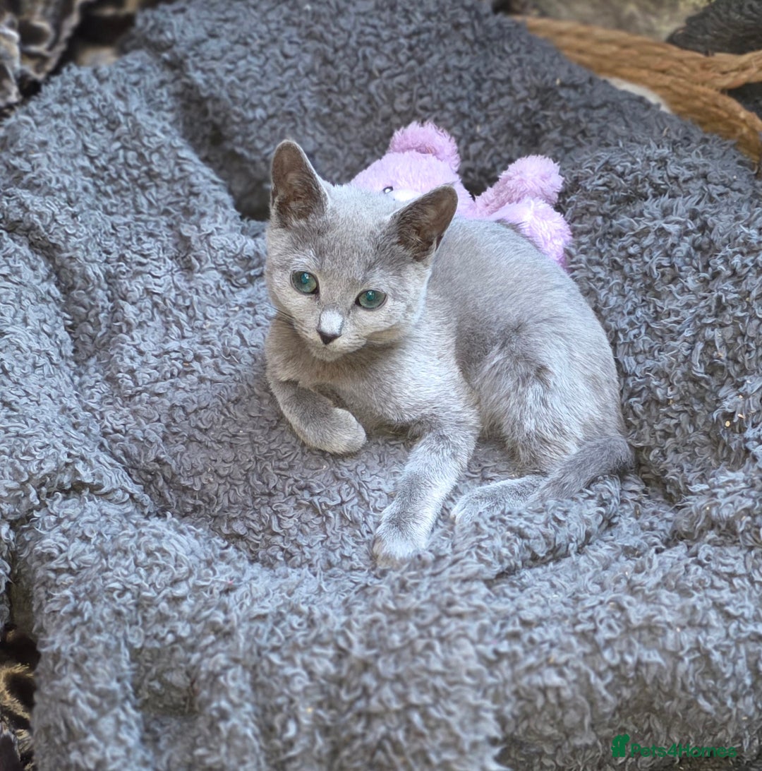 Russian Blue cats for sale: RB PERIGREE, LAST GIRL  N.LONDON  - Advert 3