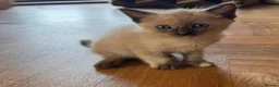Siamese cats for sale: Beautiful Siamese x Persian kittens ready to go - Advert 10