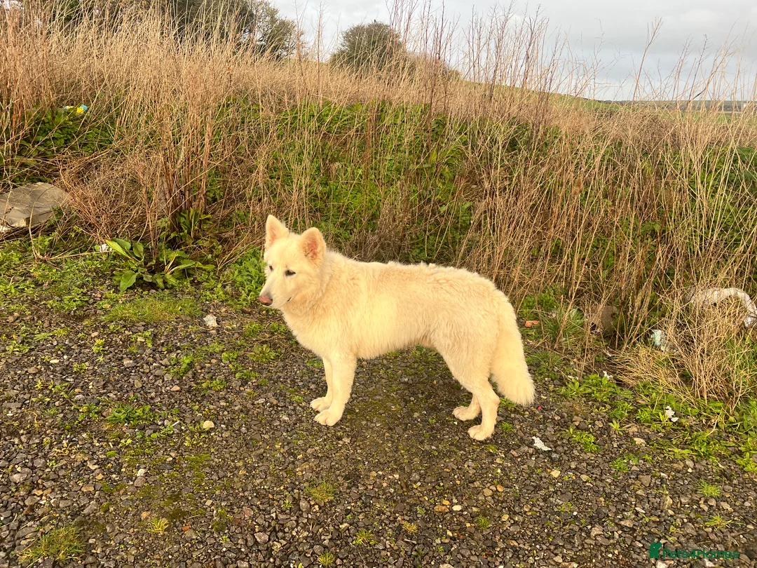 German Shepherd dogs for sale: White German Shepard for sale - Advert 2