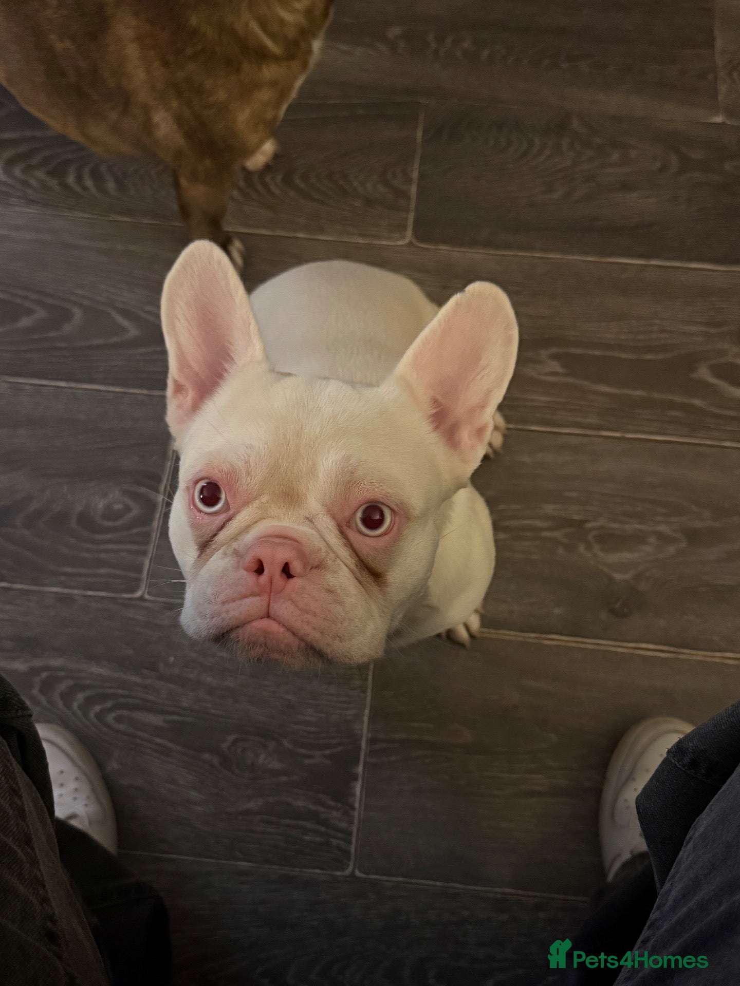 French Bulldog dogs Male albino french bulldog  - Advert 1