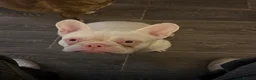 French Bulldog dogs for sale: Male albino french bulldog  in Wigan - Advert 1