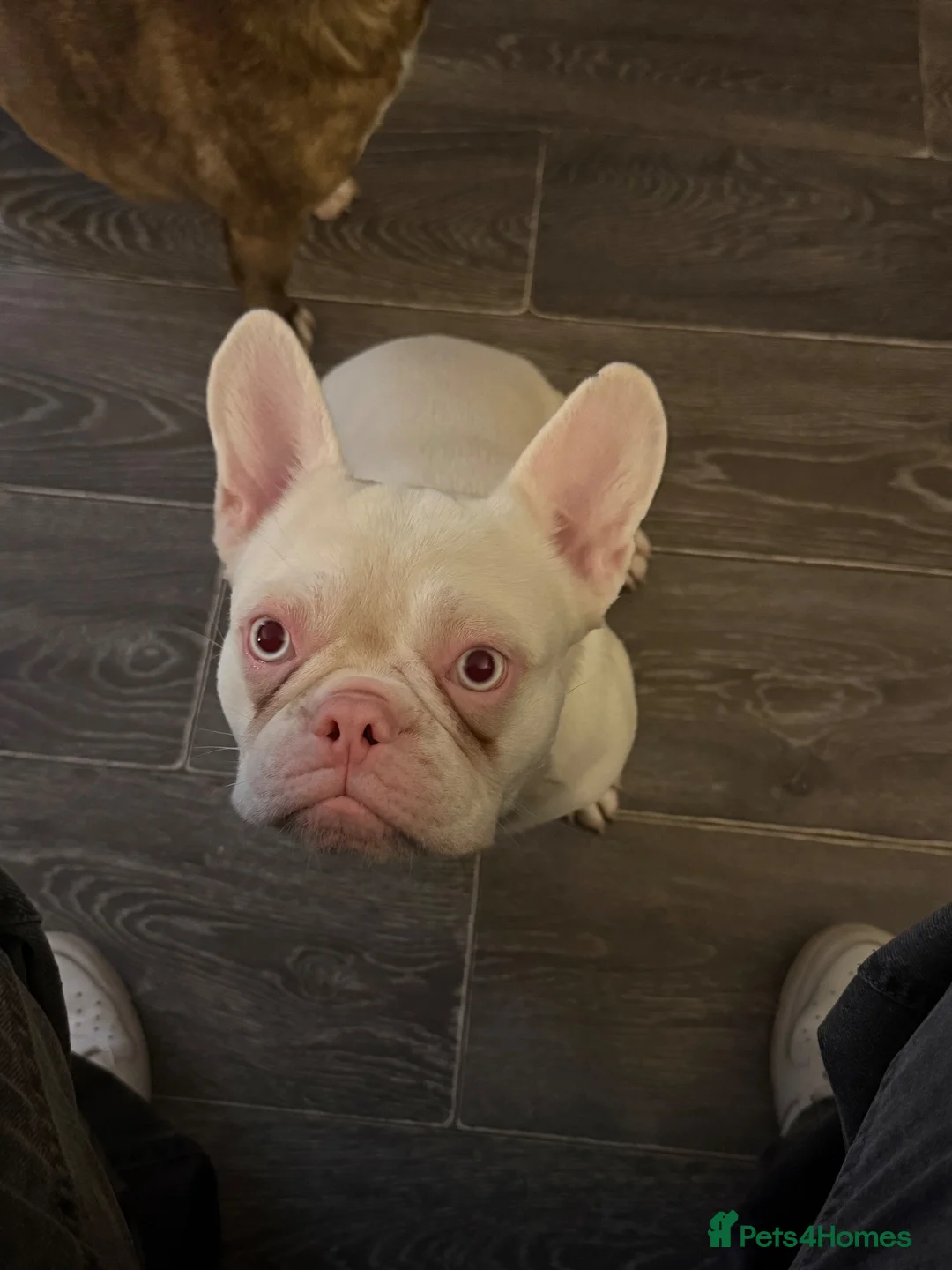 French Bulldog dogs for sale: Male albino french bulldog  in Wigan - Advert 1