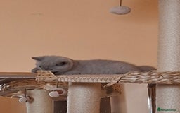 British Shorthair cats for sale: British Blue Short-hair 4 kittens for sale  - Image 29