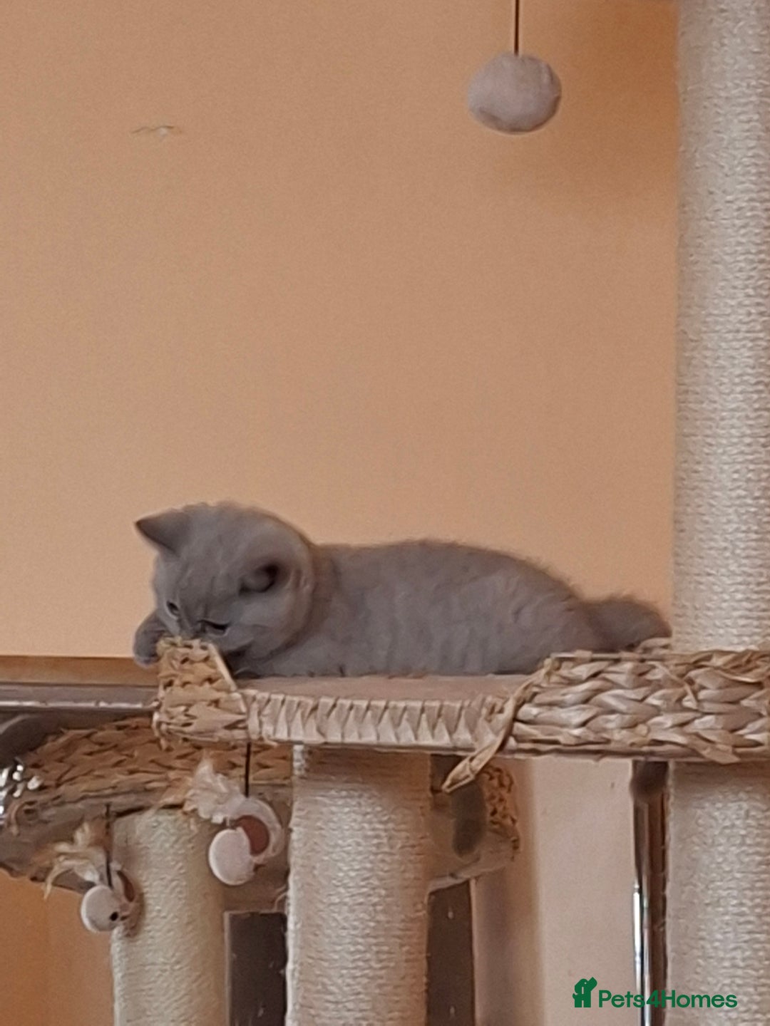 British Shorthair cats for sale: British Blue Short-hair 4 kittens for sale  - Image 29