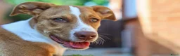 Mixed Breed dogs for adoption: Loyal by name - Loyal in nature - Advert 33