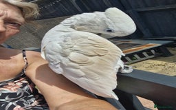 Cockatoo birds for sale: Cockatoo - Image 15