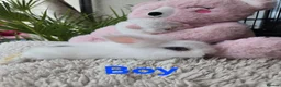 Lionhead rabbits for sale: Cutest Lionhead lops Supersoft blue eyes  - Advert 4