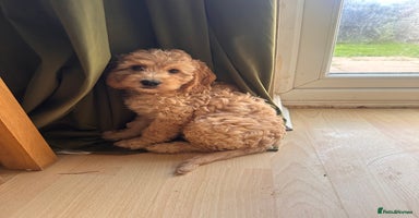 Irish Doodle dogs - Advert 4