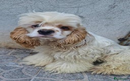 American Cocker Spaniel dogs for adoption: Ziggy - Image 1