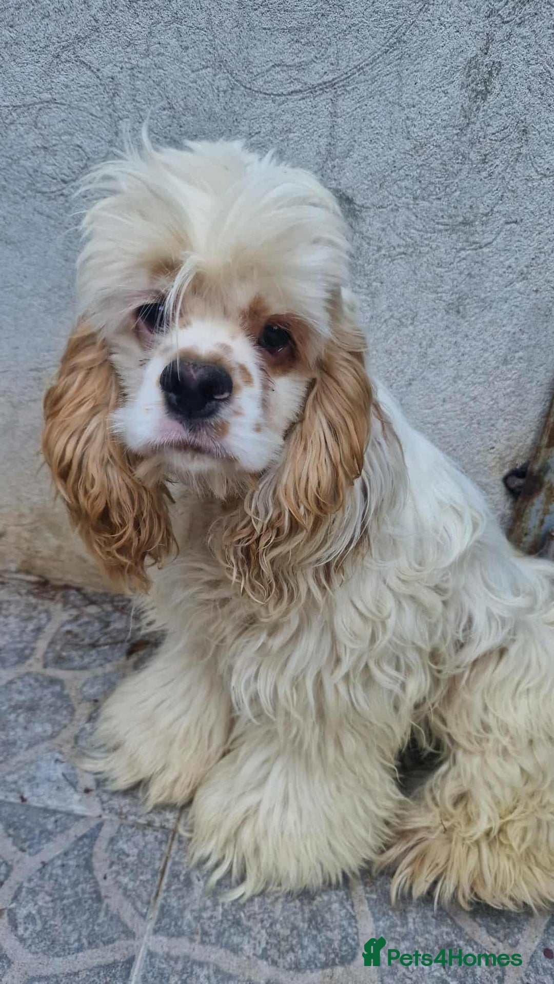American Cocker Spaniel dogs for adoption: Ziggy - Image 1