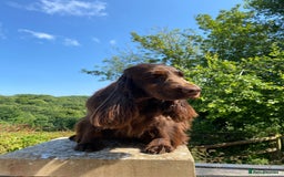 Cocker Spaniel dogs for sale: ✨ Sangriseo Show Cocker Spaniels Waiting List - Image 2