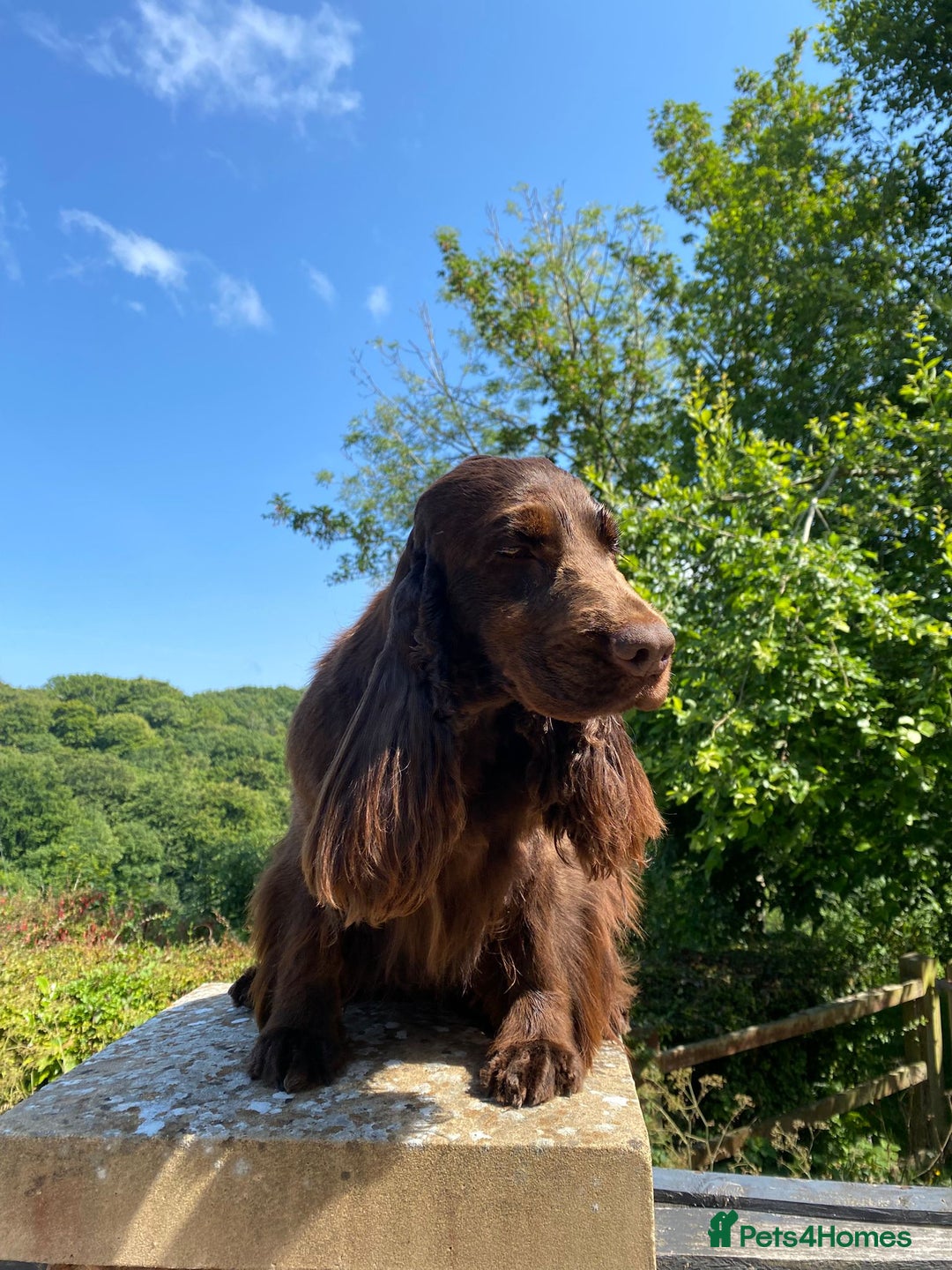 Cocker Spaniel dogs for sale: ✨ Sangriseo Show Cocker Spaniels Waiting List - Image 2