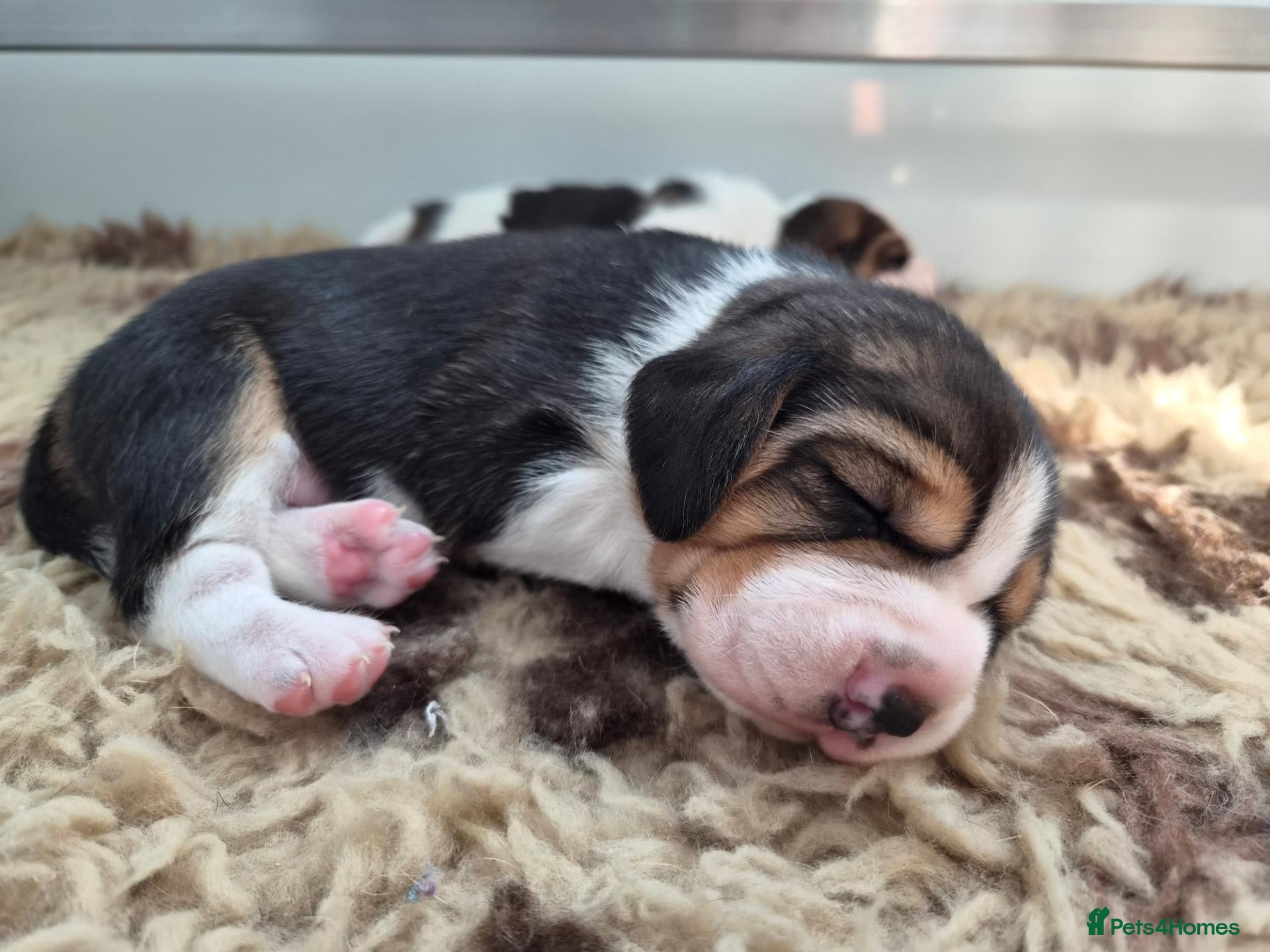 Beagle dogs Kc registered champion show line beagle puppies  - Advert 1
