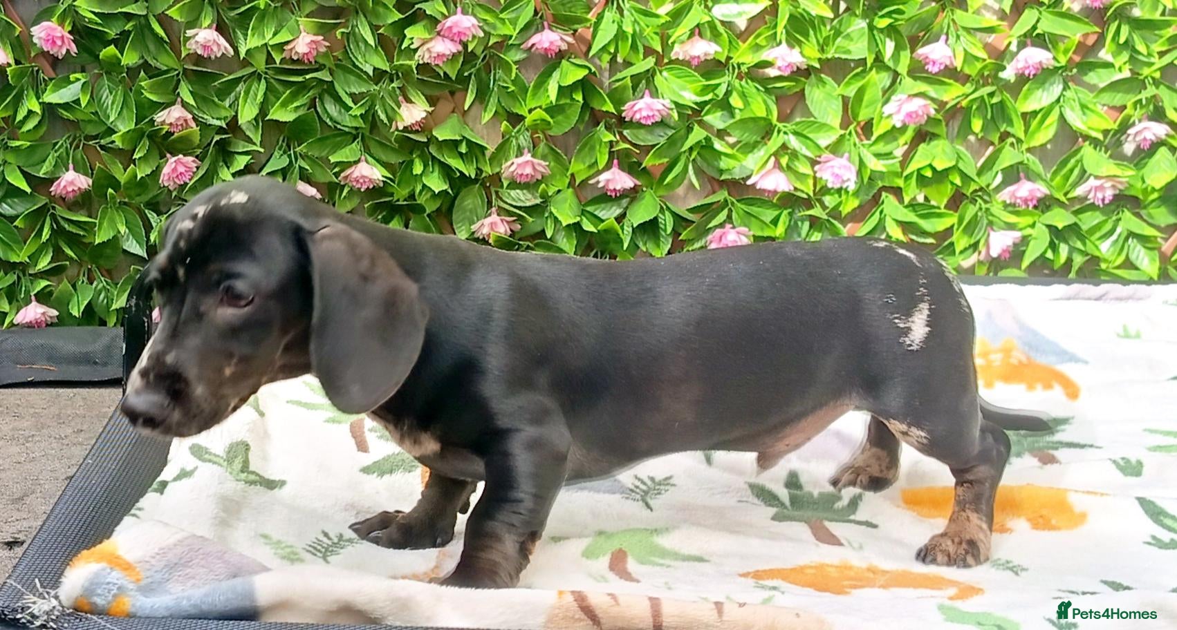 Miniature Dachshund dogs 🌈 BEAUTIFUL “RAINBOW” DACHSHUND LITTER 🌈 - Advert 2