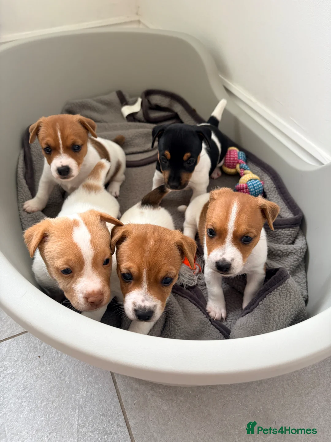 Jack Russell dogs for sale: Traditional Jack Russell Puppies - Advert 2