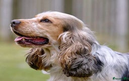 Cocker Spaniel dogs for sale: Show cocker spaniels  - Image 9