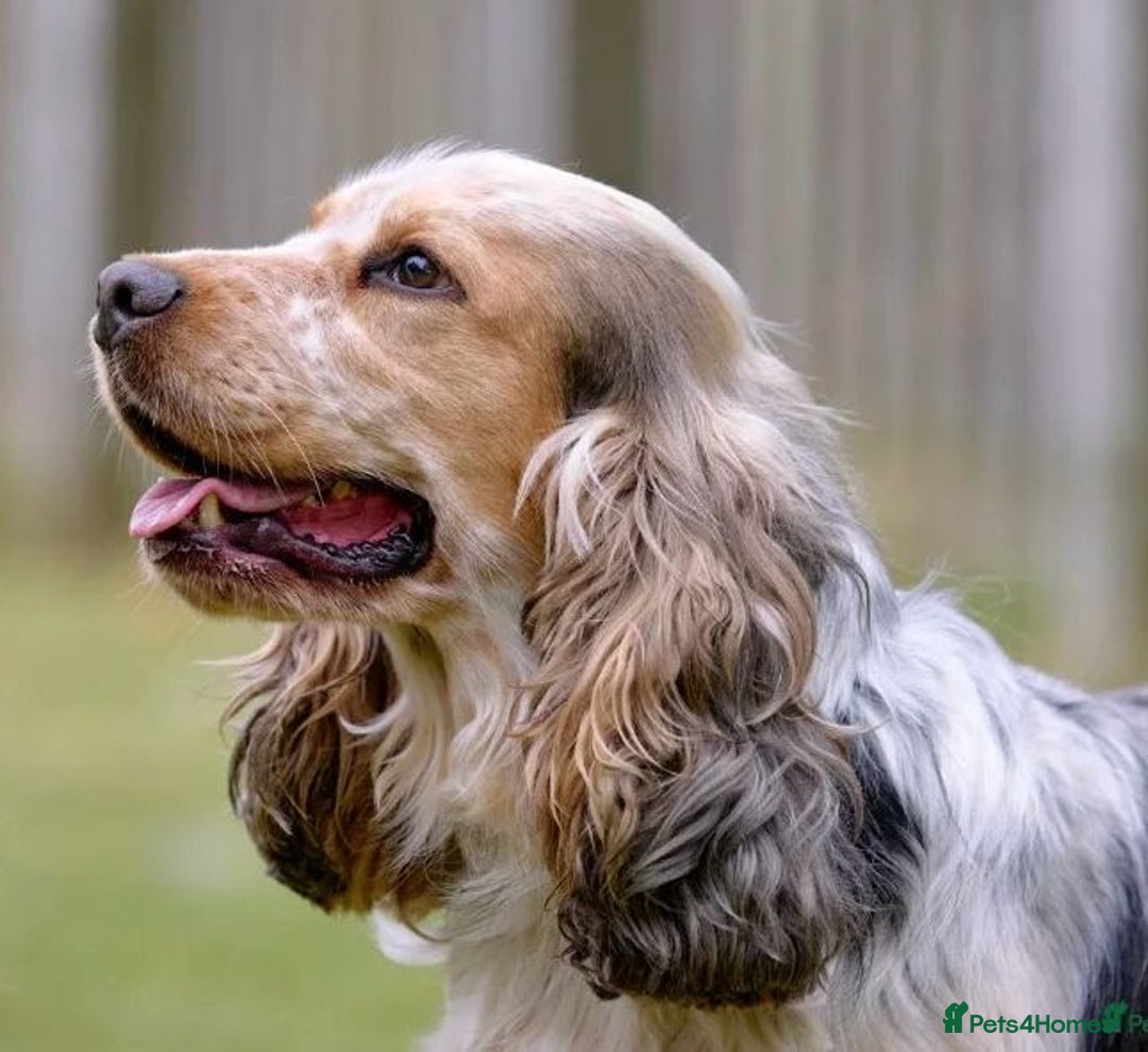 Cocker Spaniel dogs for sale: Show cocker spaniels  - Image 9