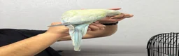 Ringnecks birds for sale: Indian Ringneck for sale in Bolton - Advert 5