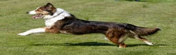 Welsh Collie dogs for sale: Three Welsh collie girls, rough coated - Advert 1