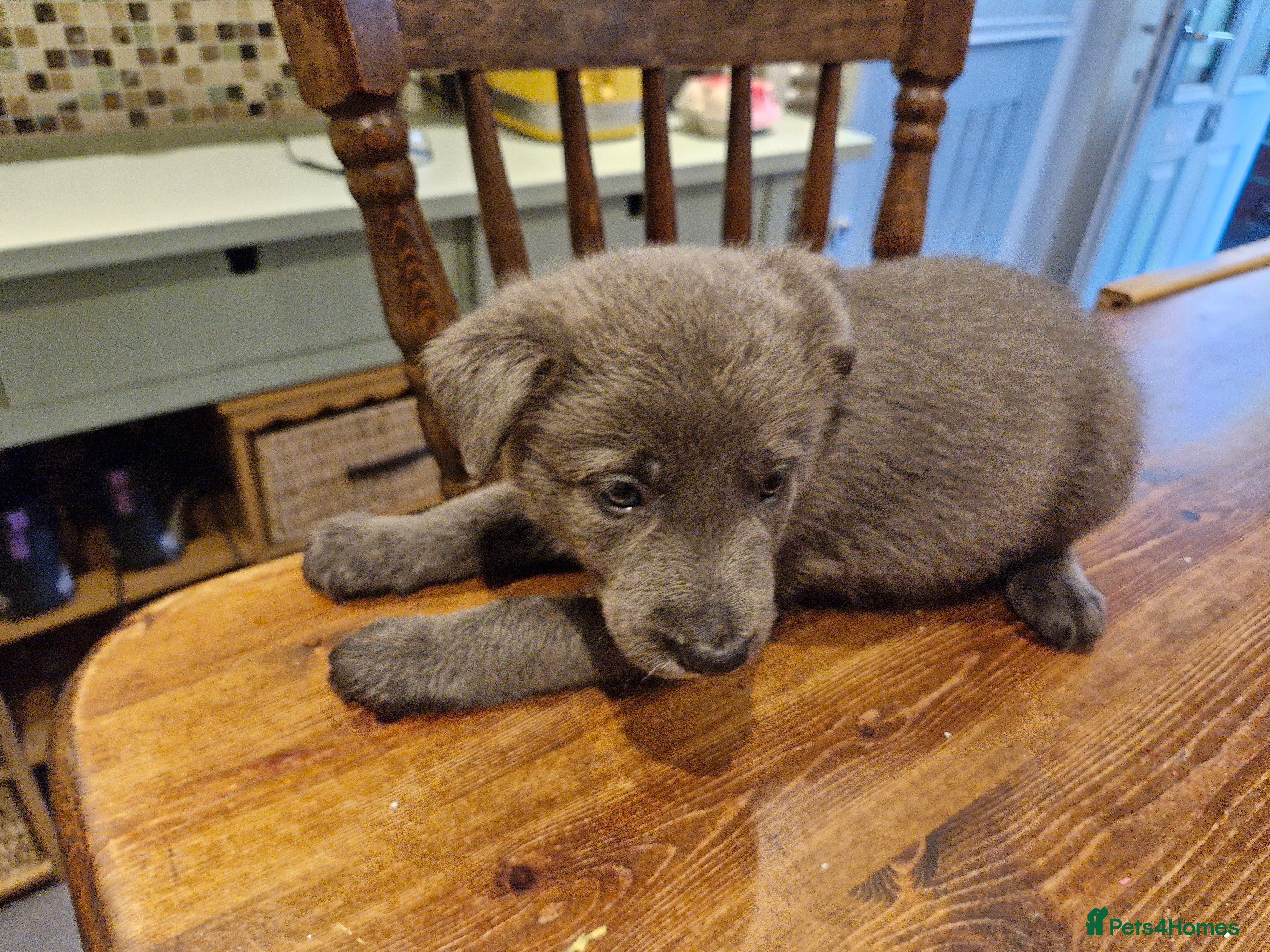 Border Collie dogs Gorgeous Blue Tri Coloured Border Collie Pups - Advert 2