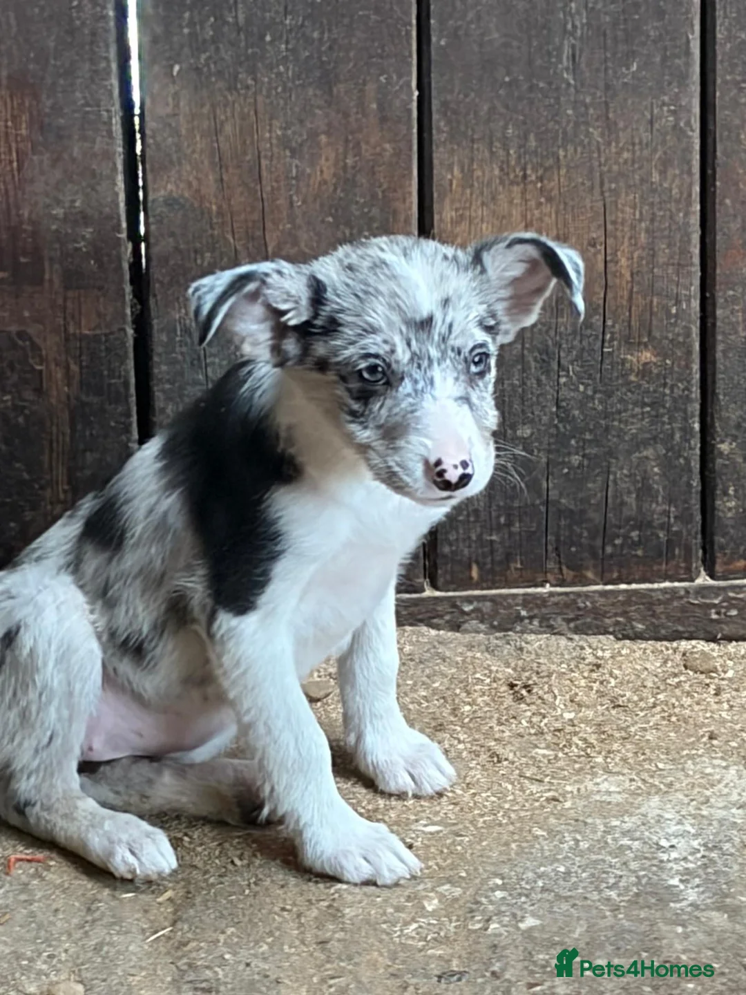 Border Collie dogs for sale: Absolutely stunning border collie puppies  - Advert 2