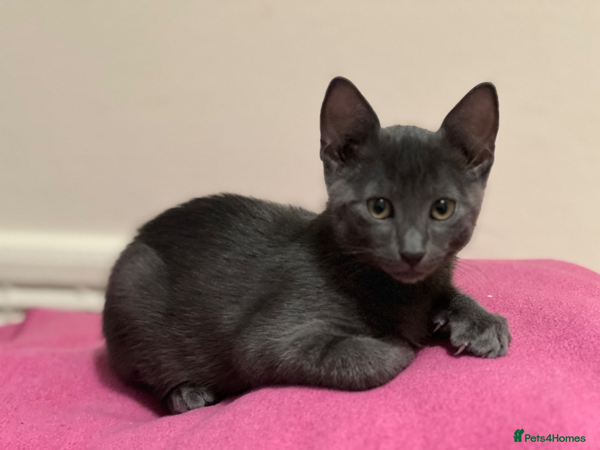 Russian Blue cats Gorgeous Russian Blue kitten - Advert 1