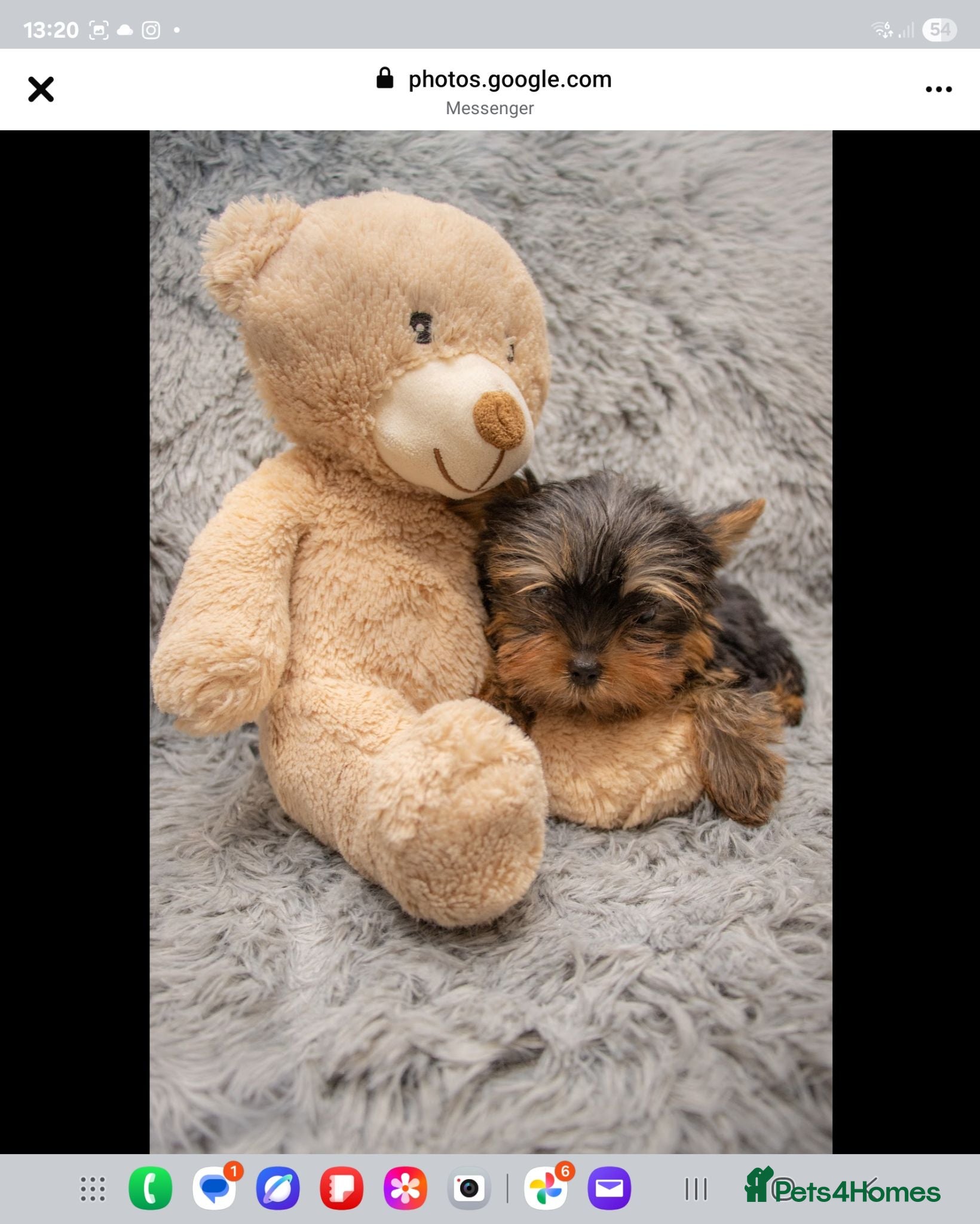 Yorkshire Terrier dogs Two K.C Yorkshire terrier boys champion bloodlines - Advert 2