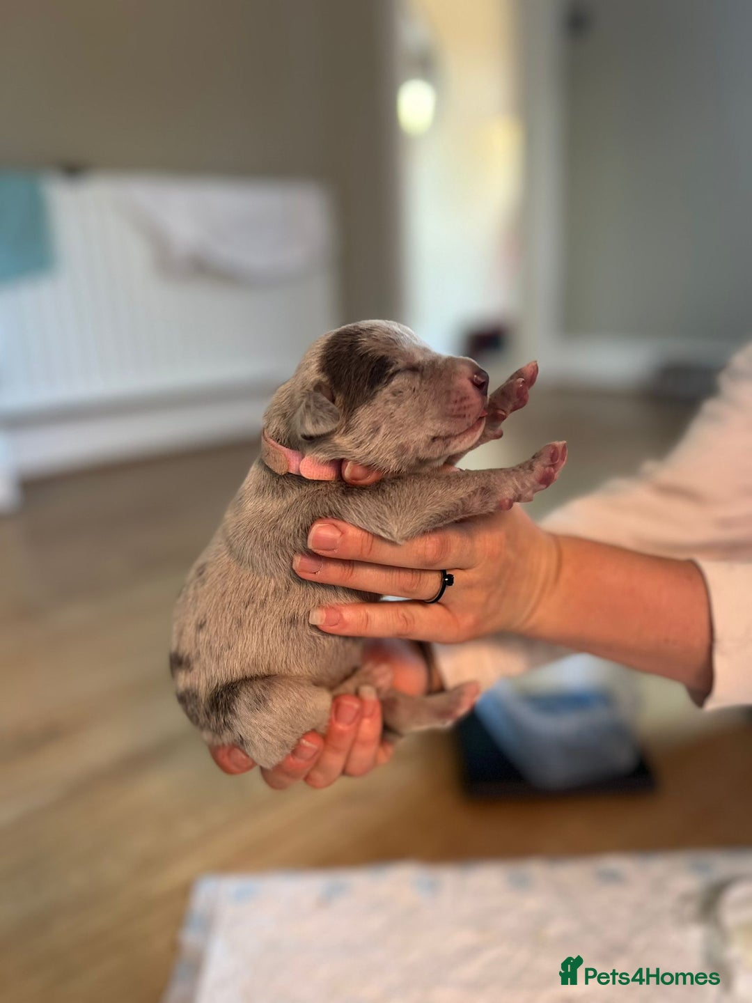 Mixed Breed dogs for sale: Staff x cane corso merle and grey pups for sale  - Image 10