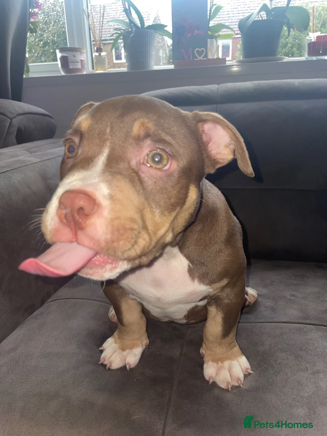 American Bully dogs for sale: POCKET BULLYS CHAMPION BLOOD LINES ABKC REGISTERD - Advert 2