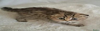 Scottish Fold 4