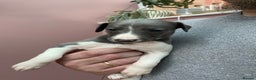 Whippet dogs for sale: 1 Gorgeous KC Reg Whippet Puppy  - Advert 29