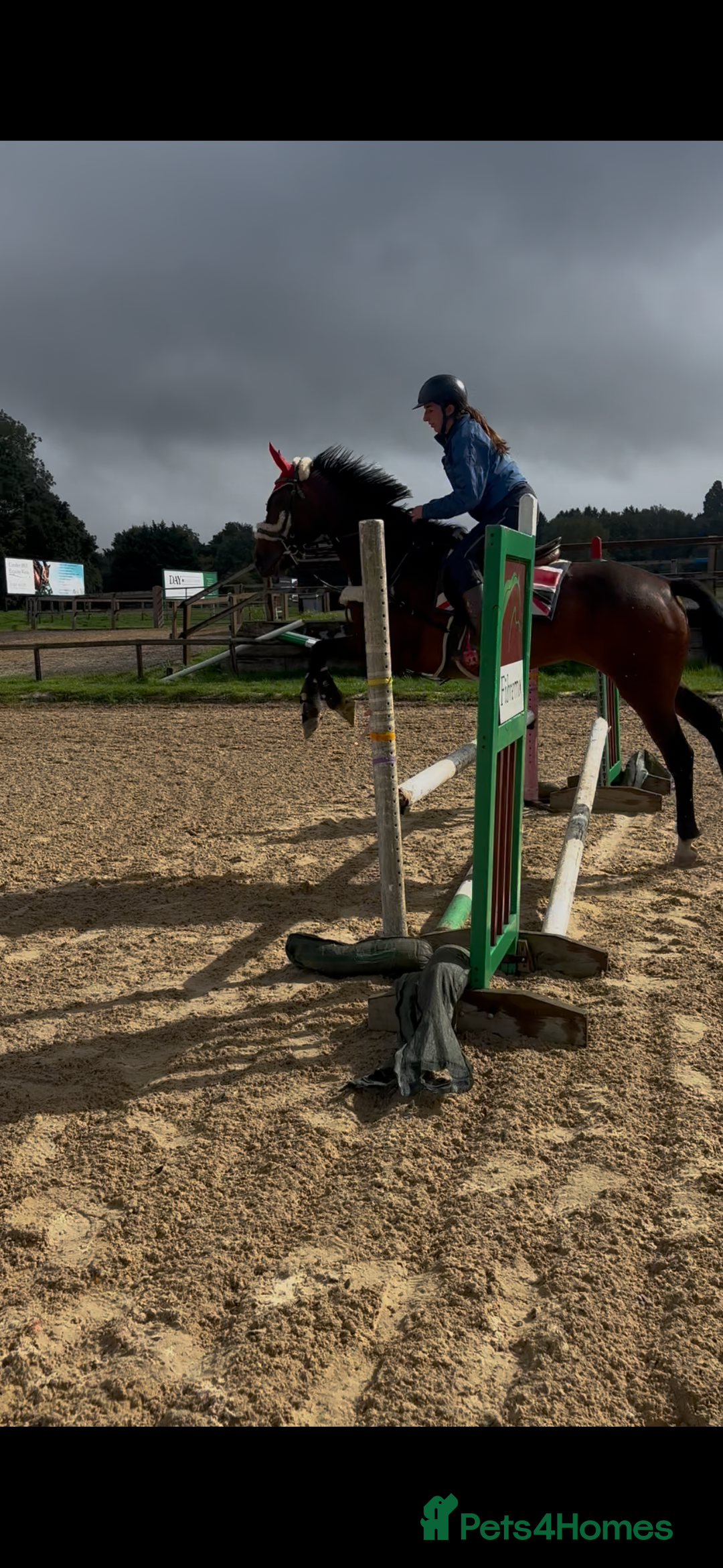 Irish Sports horses for sale: Teens horse / mother / daughter share - Image 3