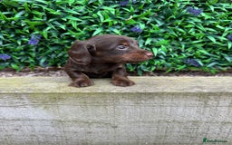 Miniature Dachshund dogs for sale: Long Haired Miniature Dachshund puppies - Image 17