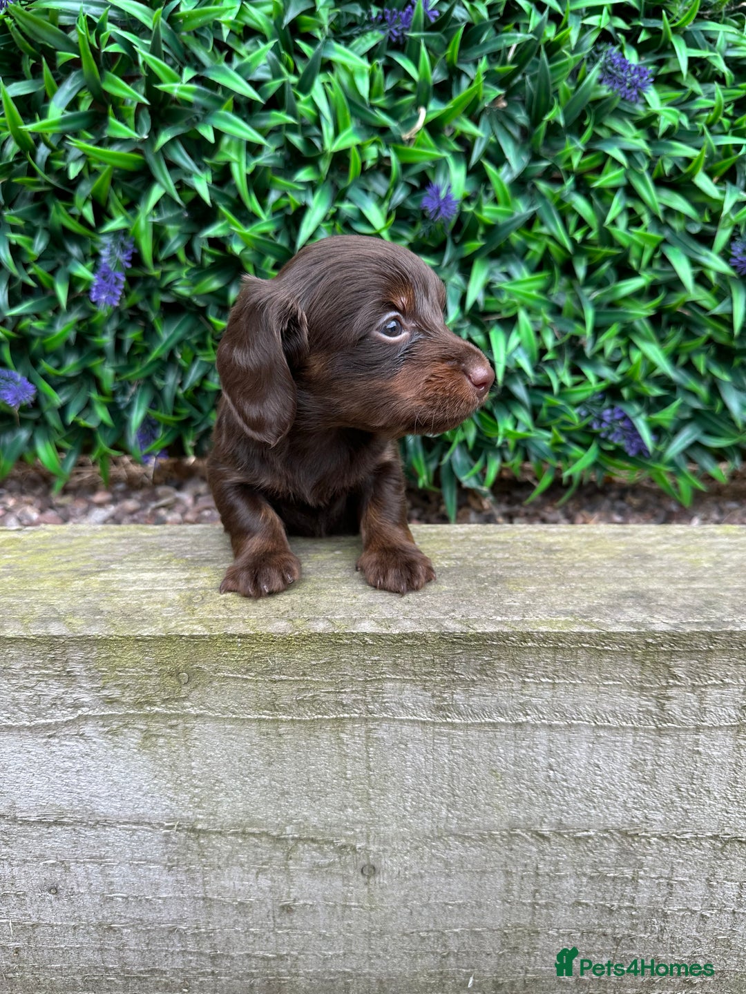 Miniature Dachshund dogs for sale: Long Haired Miniature Dachshund puppies - Image 17
