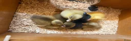 Ducks poultry for sale: Laid Daily Fertile Indian runner x khaki Campbell - Advert 2