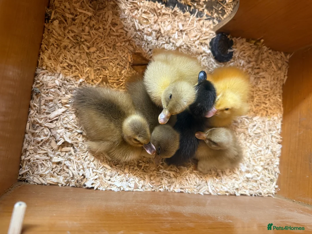 Ducks poultry for sale: Laid Daily Fertile Indian runner x khaki Campbell - Advert 2