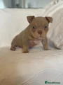 American Bully Puppy 8