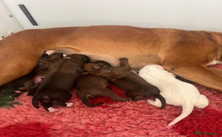 Boxer dogs - Advert 1